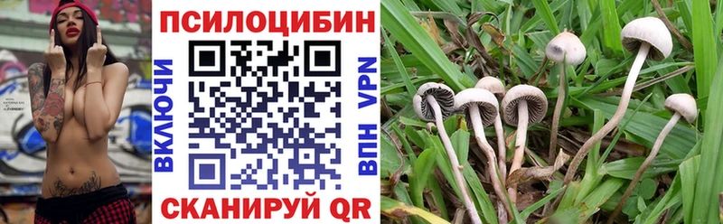 купить наркоту  Богданович  Псилоцибиновые грибы Psilocybe 
