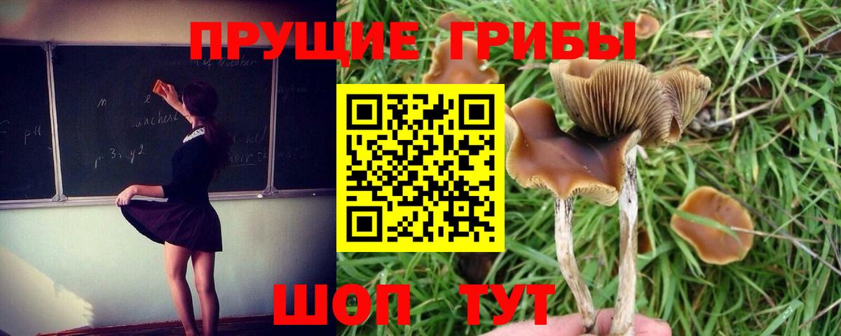 Галлюциногенные грибы мухоморы Богданович